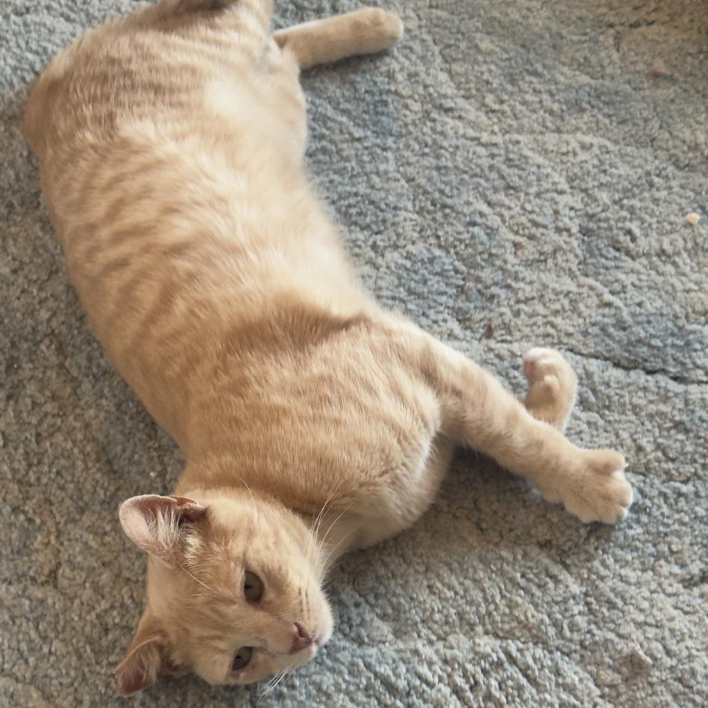 Enlarge Simba, a Adoptable Domestic Short Hair in Costa Mesa, CA image 2/3