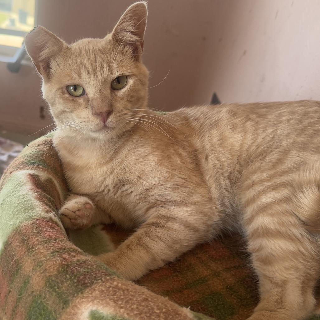 Enlarge Simba, a Adoptable Domestic Short Hair in Costa Mesa, CA image 3/3