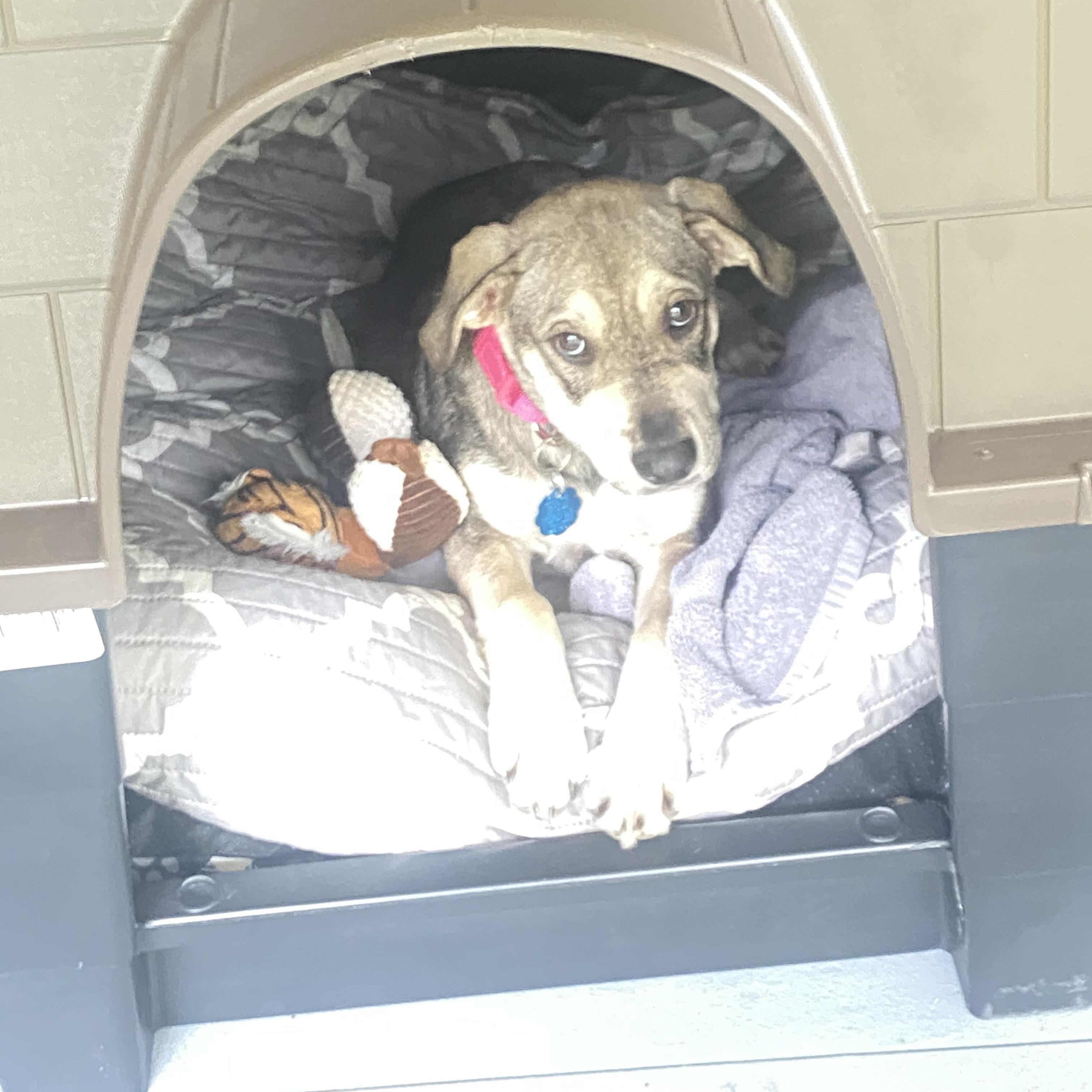 Enlarge Abigail (Abby), a ADOPTABLE mixed breed in Statesboro, GA image 2/2