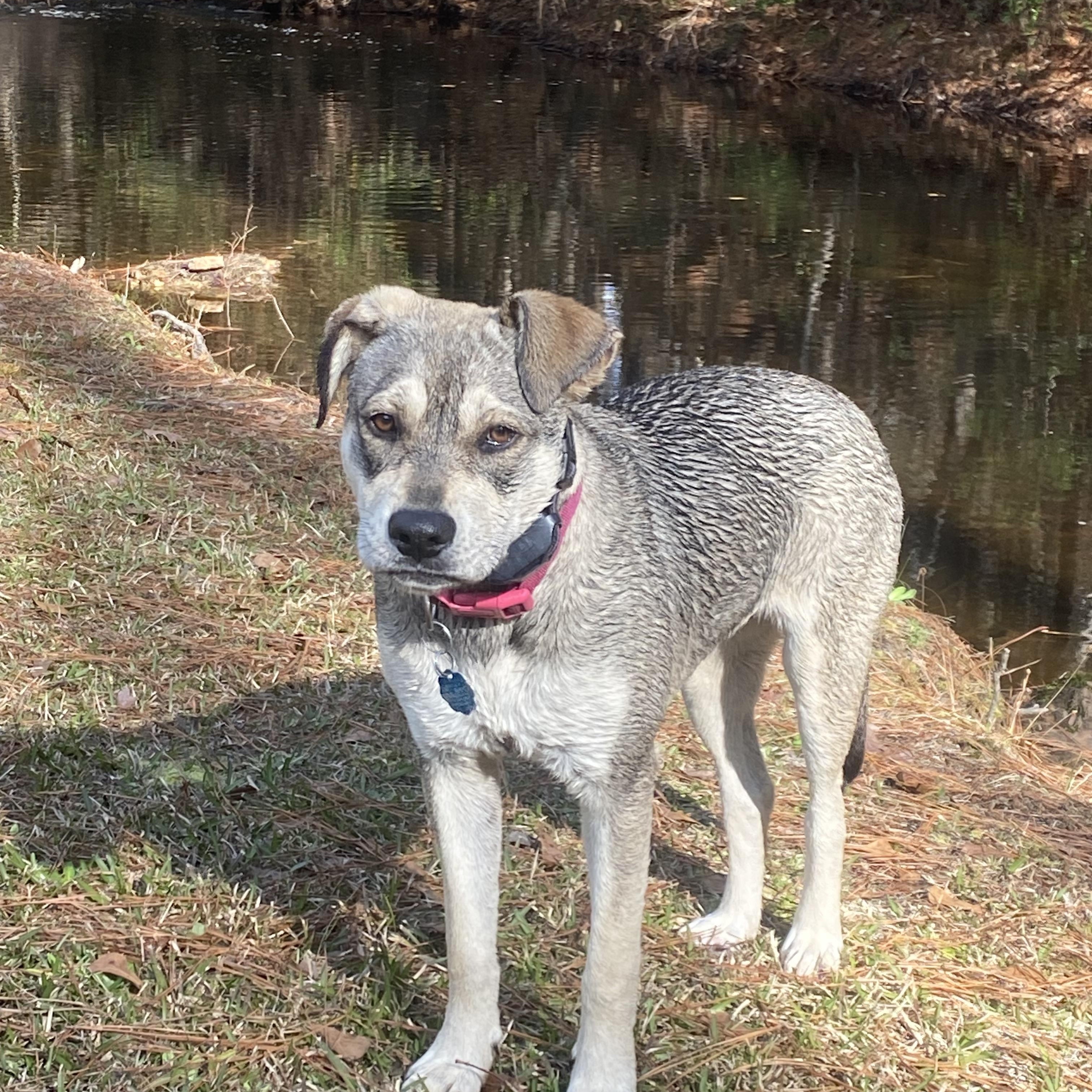 Abigail (Abby), ADOPTABLE, Young Female German Shepherd Dog & Hound.