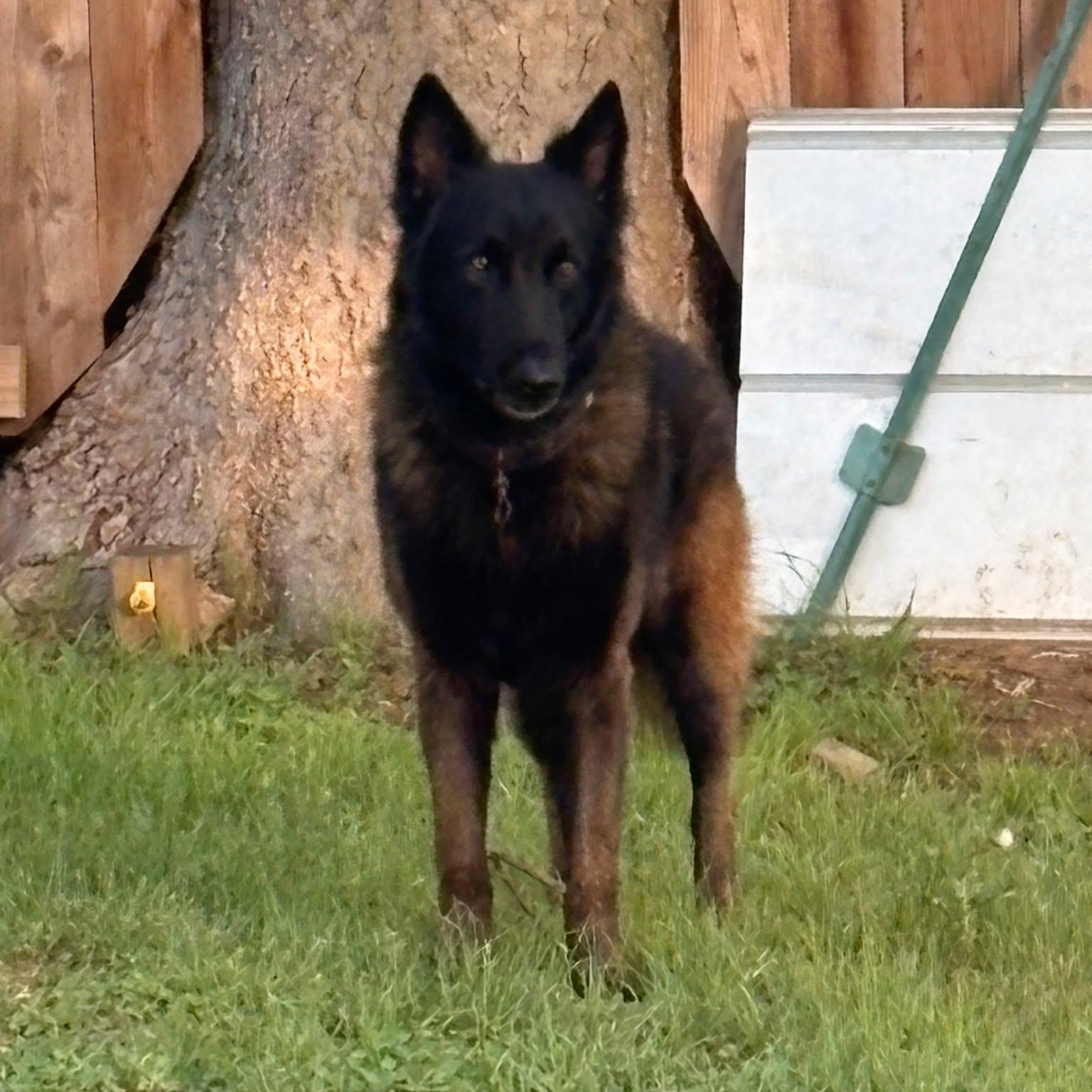 Enlarge Strider, a ADOPTABLE mixed breed in Lockhart, TX image 3/6