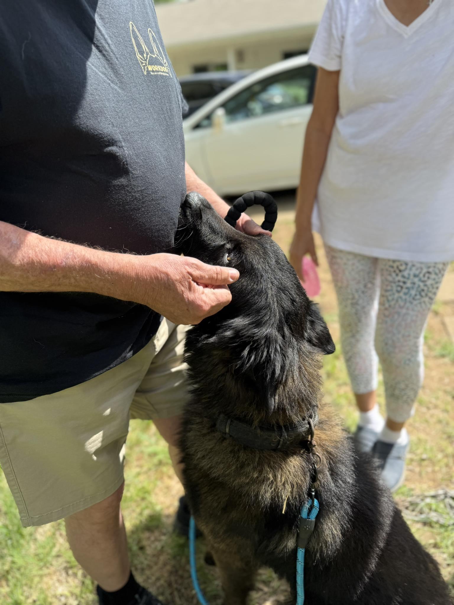 Enlarge Strider, a ADOPTABLE mixed breed in Lockhart, TX image 5/6