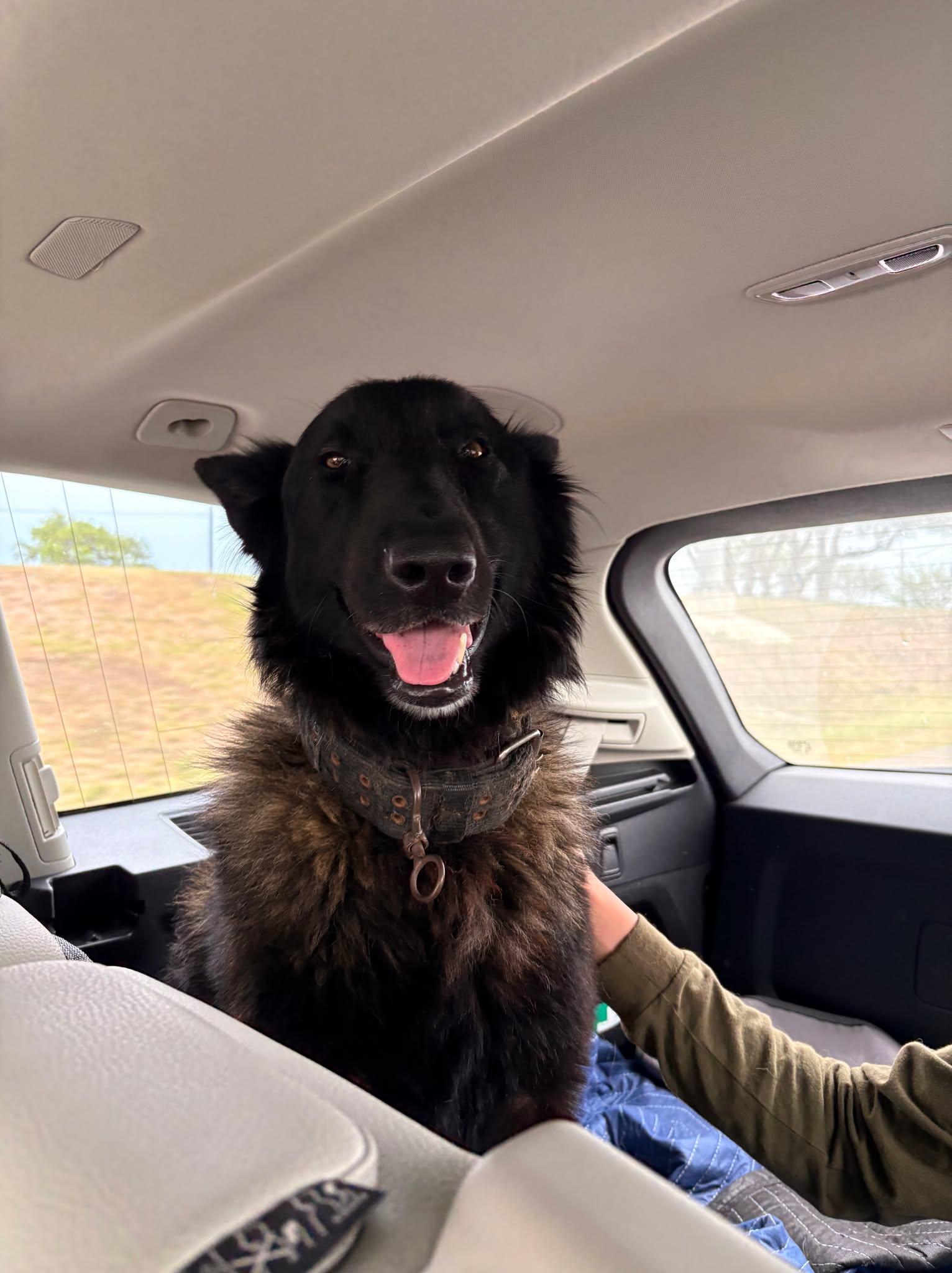 Enlarge Strider, a ADOPTABLE mixed breed in Lockhart, TX image 4/6
