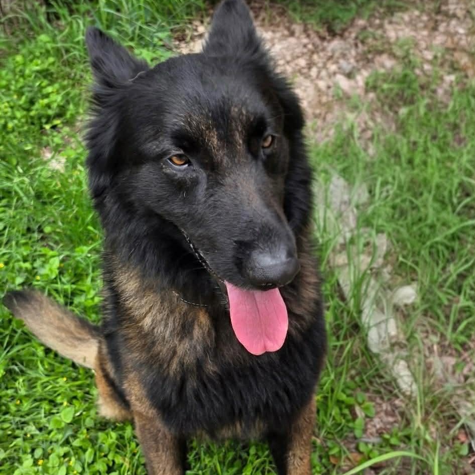 Enlarge Strider, a ADOPTABLE mixed breed in Lockhart, TX image 2/6