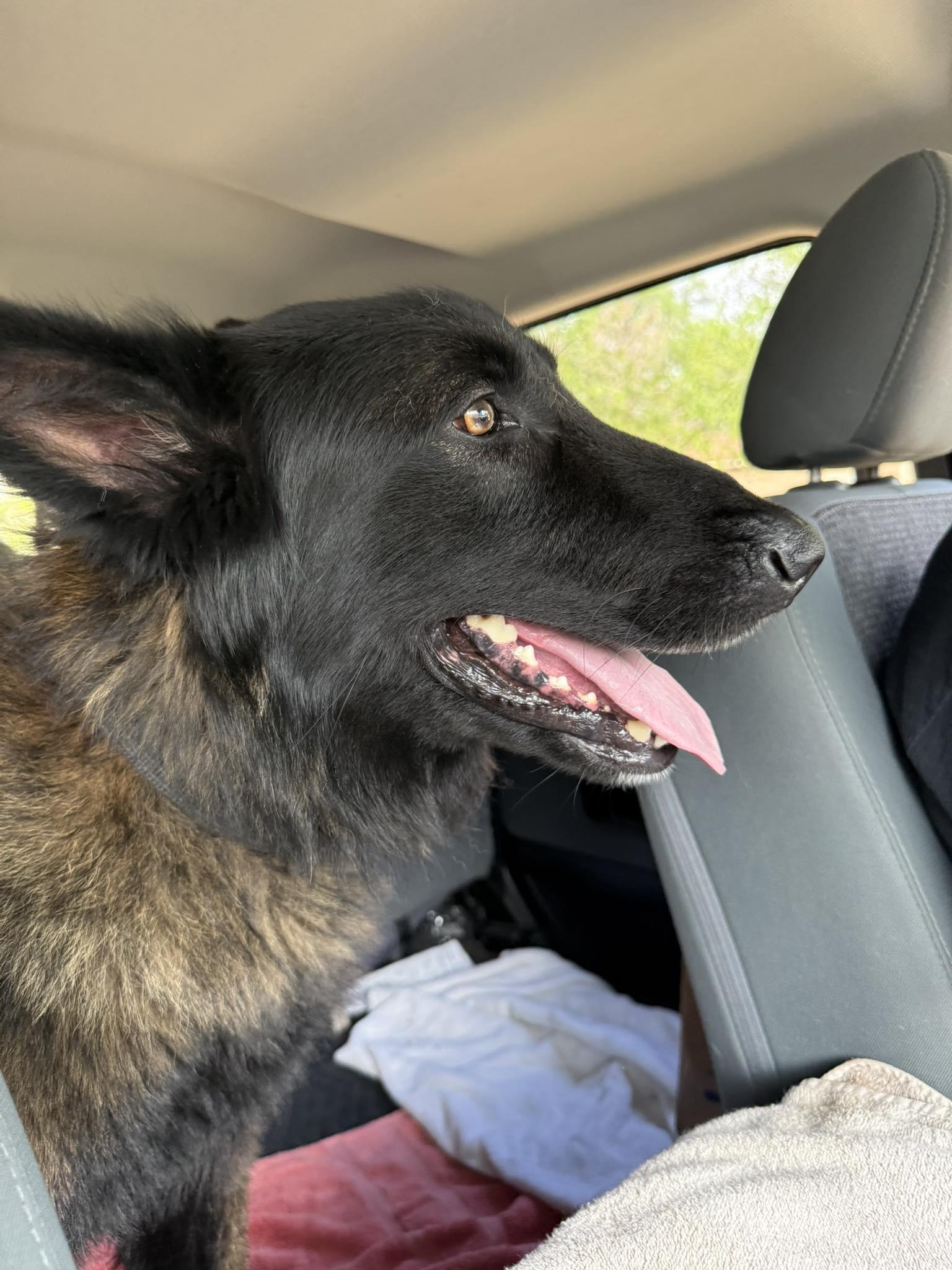 Enlarge Strider, a ADOPTABLE mixed breed in Lockhart, TX image 6/6