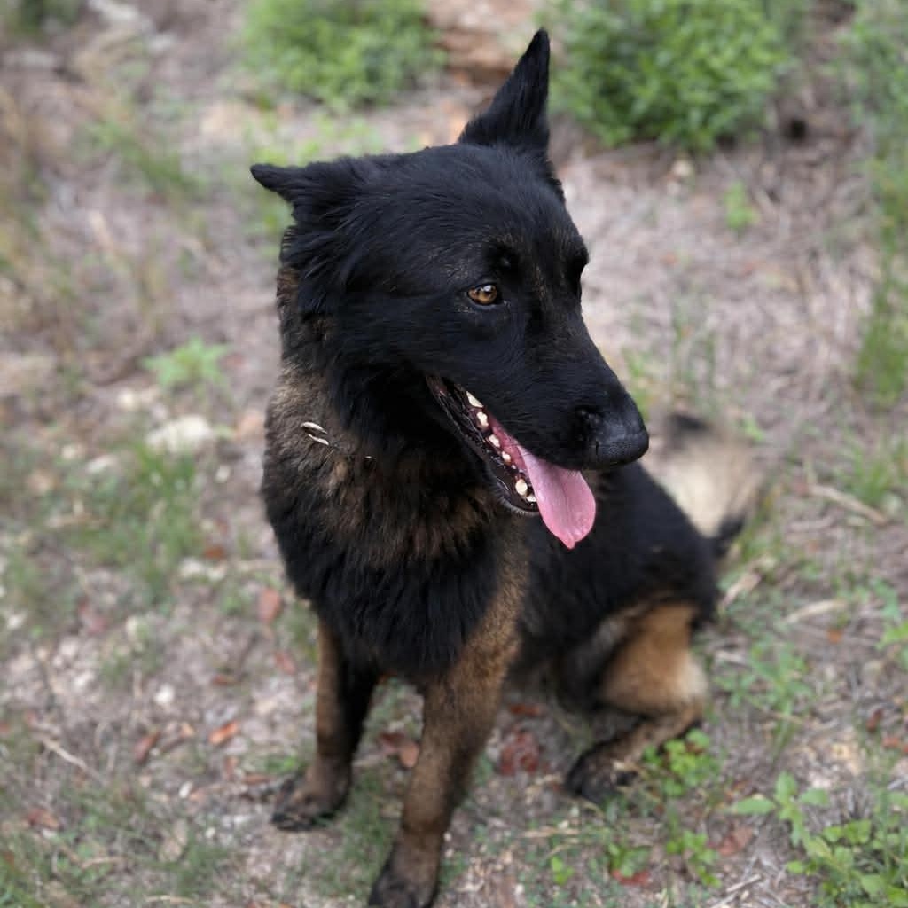 Enlarge Strider, a ADOPTABLE mixed breed in Lockhart, TX image 1/6