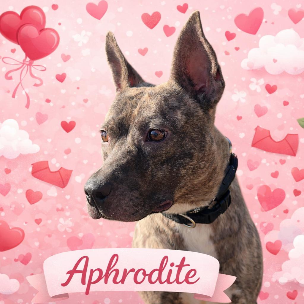 Enlarge Aphrodite, a ADOPTABLE mixed breed in Orangeburg, SC image 1/1