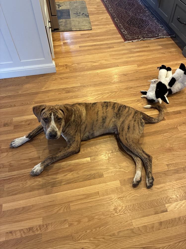 Enlarge Drew, a Adoptable Plott Hound in New Albany, OH image 2/4