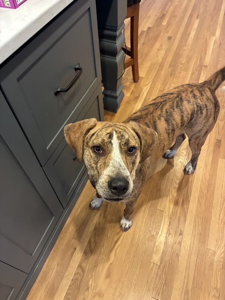 Enlarge Drew, a Adoptable Plott Hound in New Albany, OH image 3/4