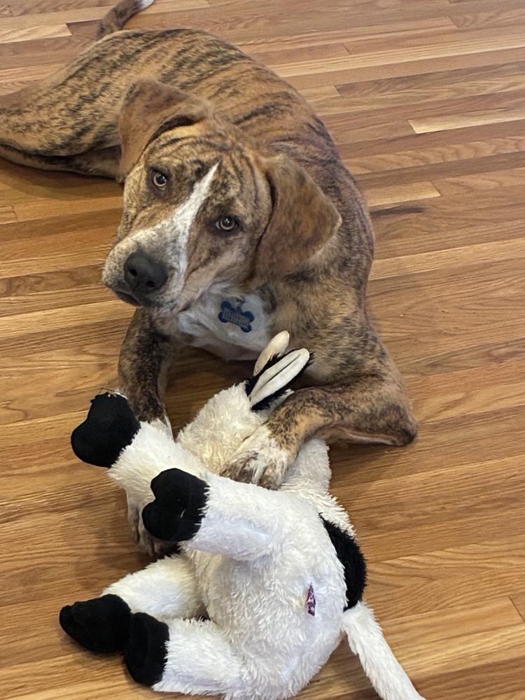 Enlarge Drew, a Adoptable Plott Hound in New Albany, OH image 4/4
