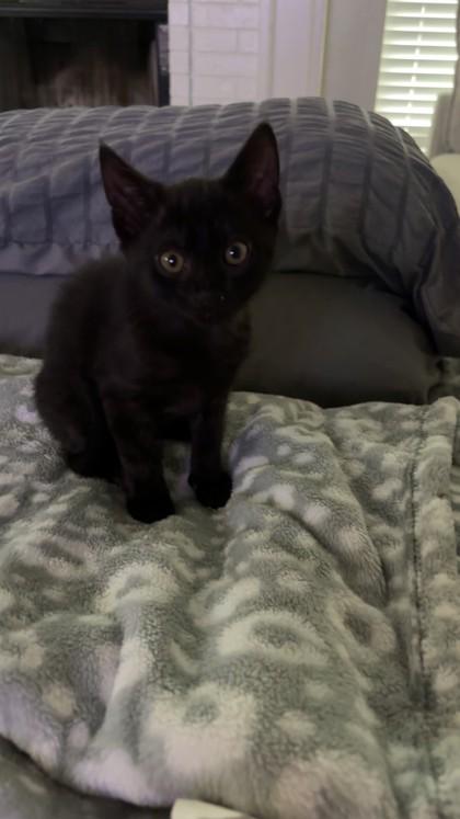 Luke 52060, ADOPTABLE, Kitten Male Domestic Short Hair.