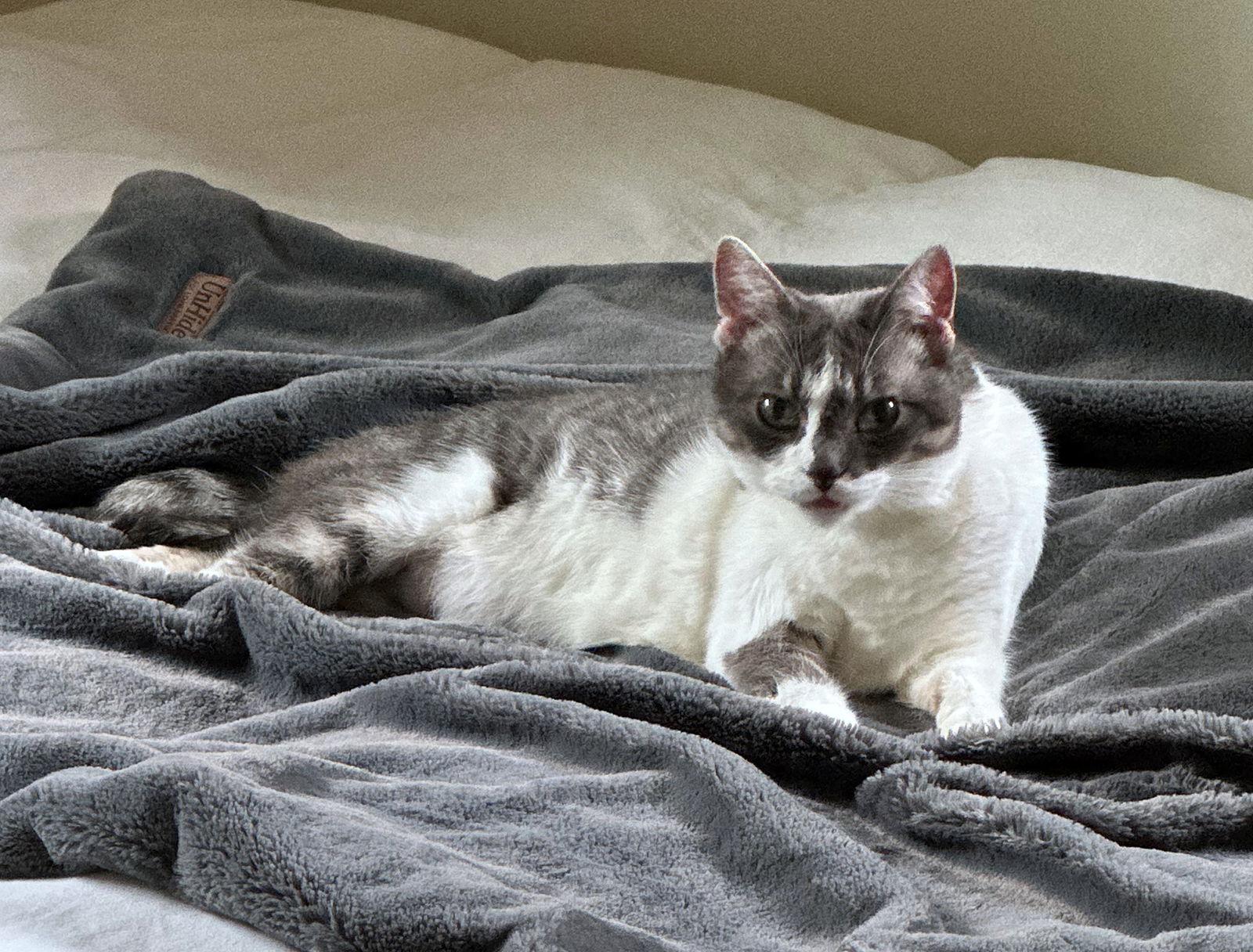 CLEO #1750n - Offered by Owner - Friendly Girl, Adoptable, Adult Female Domestic Short Hair.