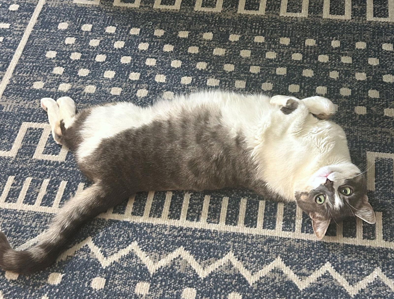 Enlarge CLEO #1750n - Offered by Owner - Friendly Girl, a Adoptable Domestic Short Hair in Hillsboro, OR image 2/3