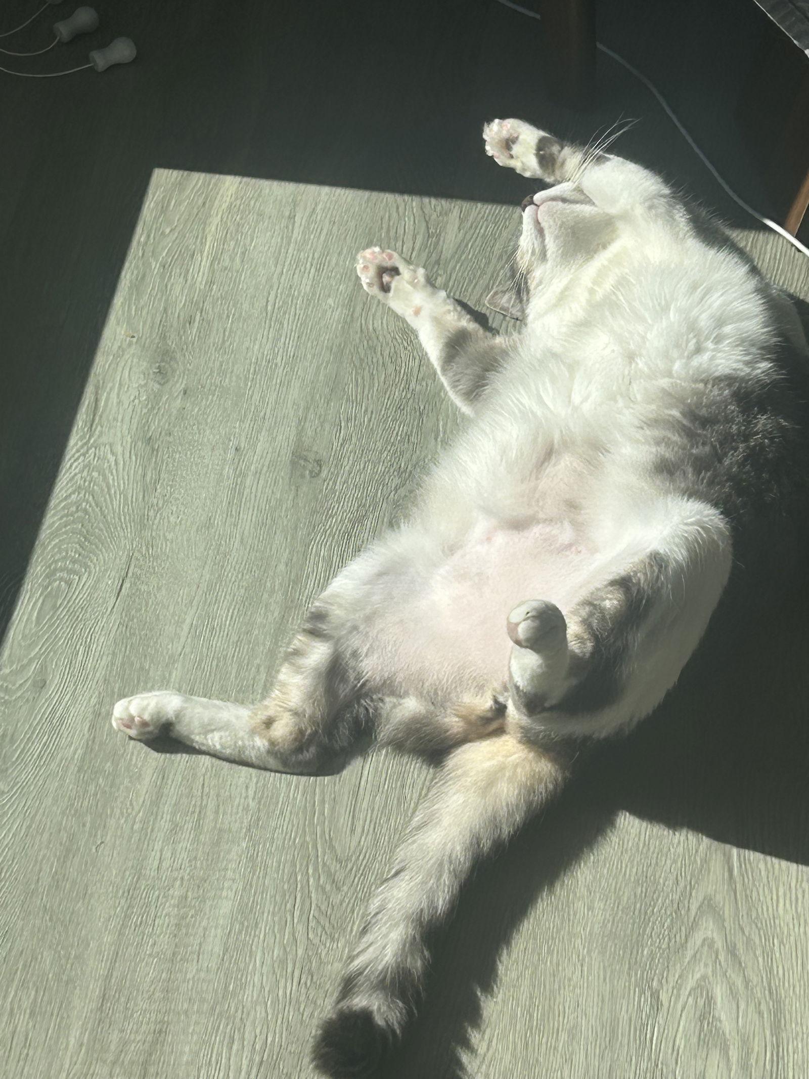 Enlarge CLEO #1750n - Offered by Owner - Friendly Girl, a Adoptable Domestic Short Hair in Hillsboro, OR image 3/3