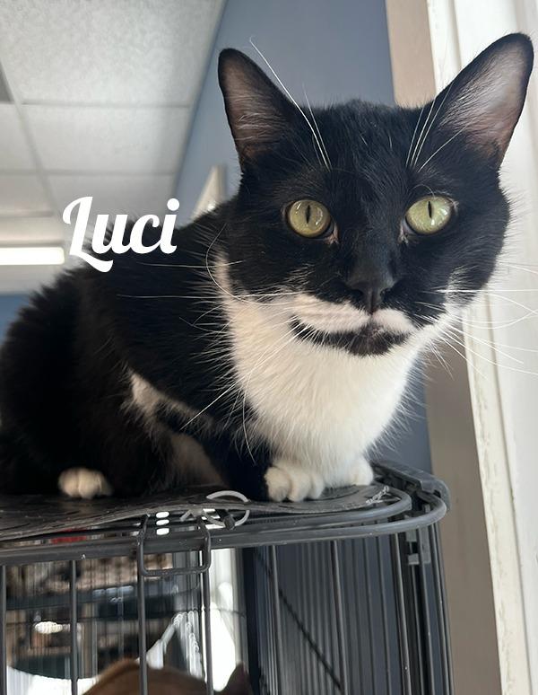 Enlarge Luci, a Adoptable Domestic Short Hair in Manistee, MI image 1/1