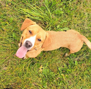 Bebe, an adoptable Basset Hound, Beagle in Clinton, ME, 04927 | Photo Image 2