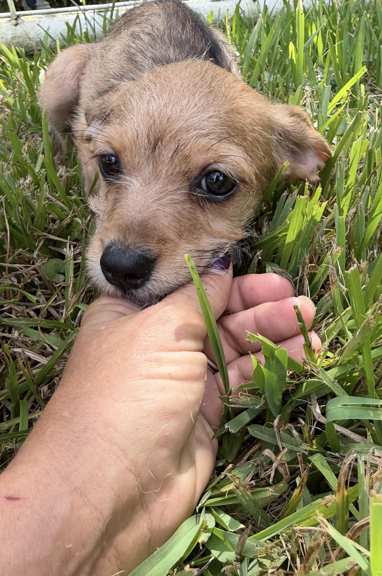 Sparkle Local Aug 21-23, adopted, Puppy Female Chihuahua & Dachshund.