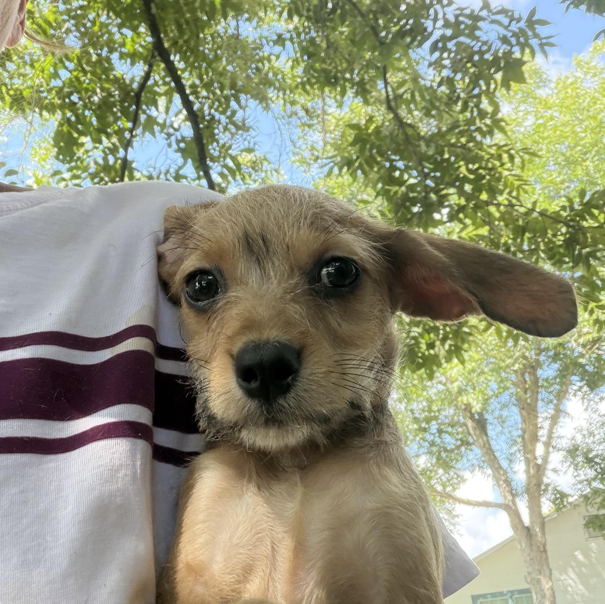 Enlarge Sparkle Local Aug 21-23, an adopted mixed breed in Warwick, RI image 2/4
