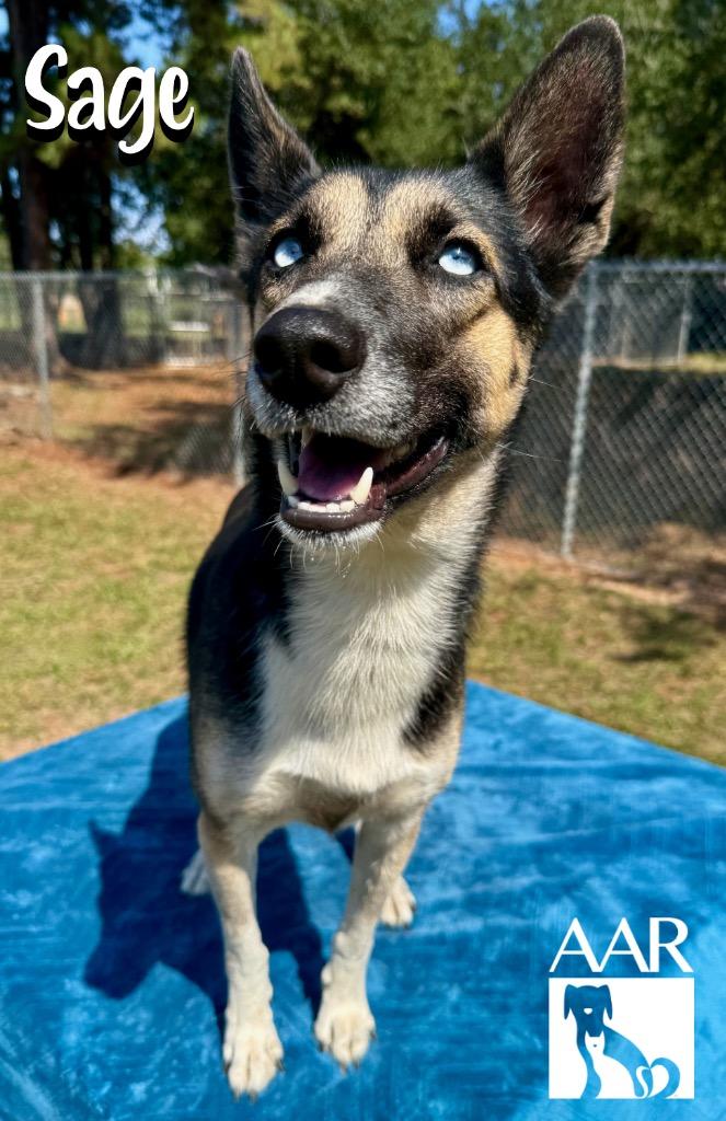 Sage, Adoptable, Young Female Husky & German Shepherd Dog.