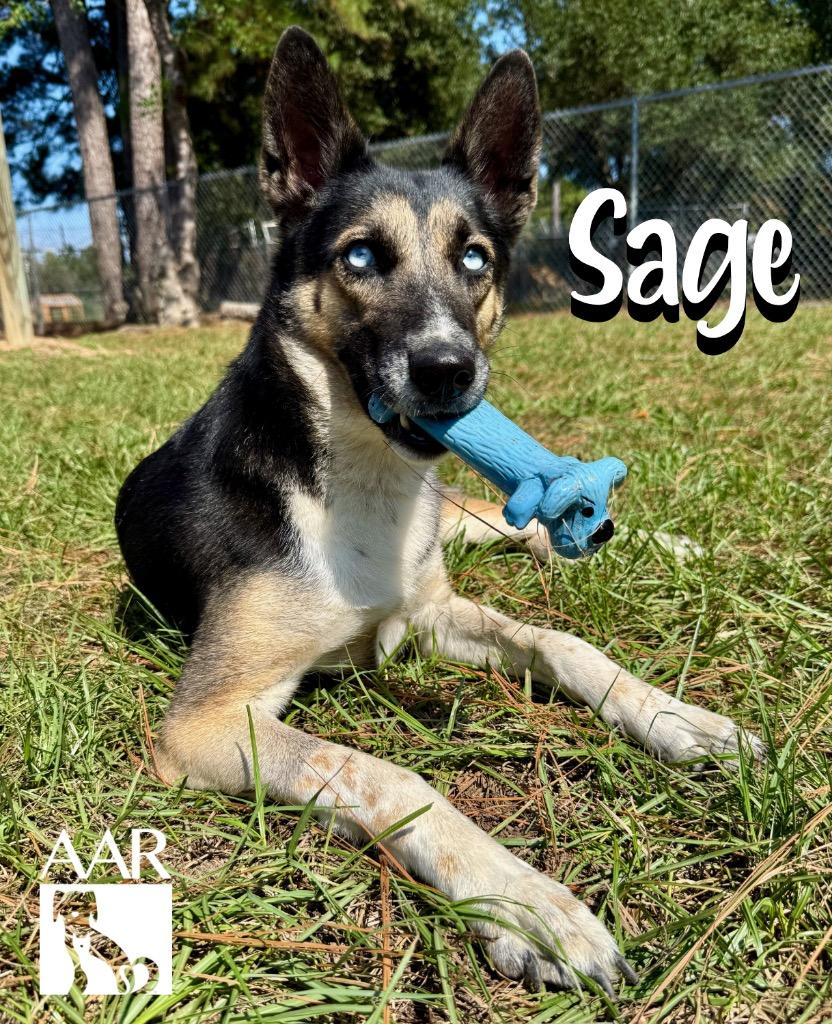 Enlarge Sage, a Adoptable mixed breed in Magnolia, TX image 2/6