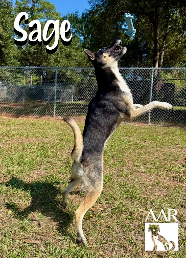 Enlarge Sage, a Adoptable mixed breed in Magnolia, TX image 3/6