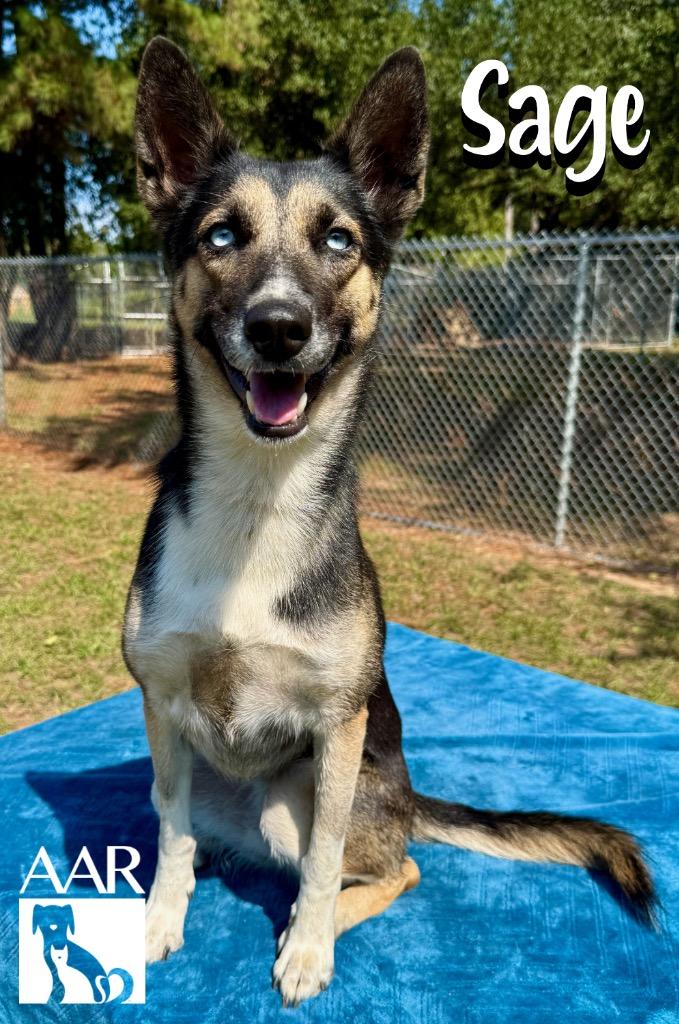 Enlarge Sage, a Adoptable mixed breed in Magnolia, TX image 4/6