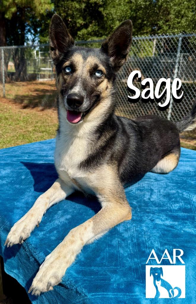 Enlarge Sage, a Adoptable mixed breed in Magnolia, TX image 5/6