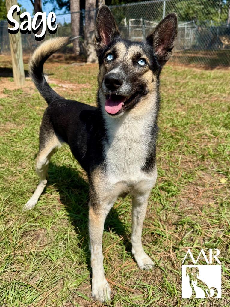 Enlarge Sage, a Adoptable mixed breed in Magnolia, TX image 6/6