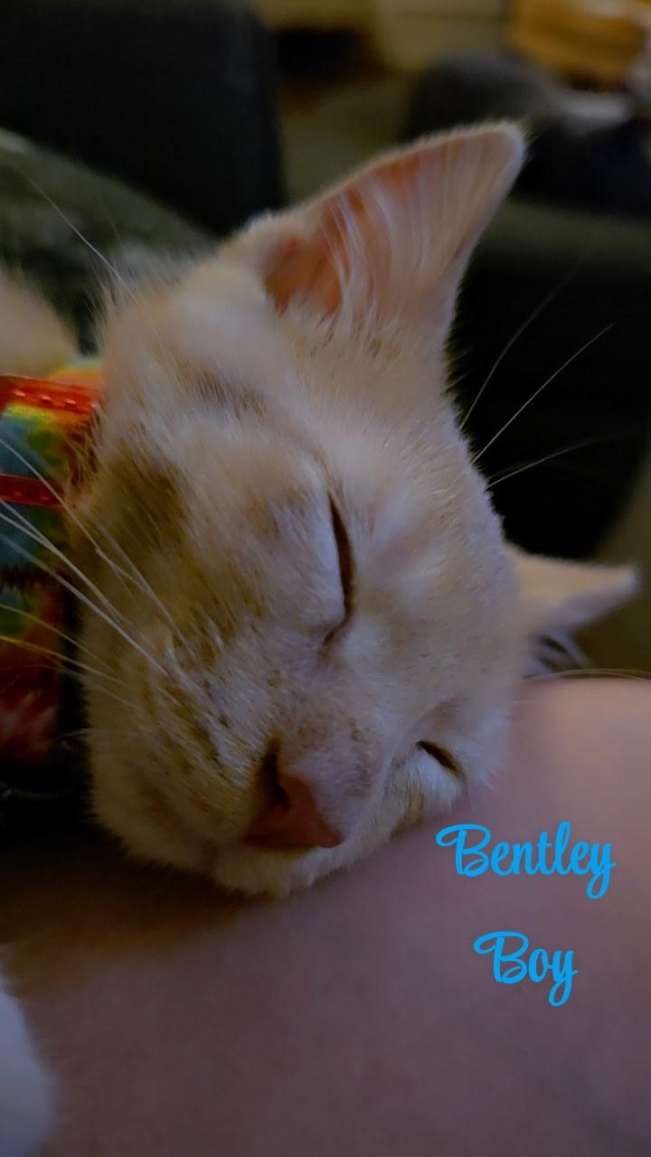 Enlarge Bentley, a Adoptable mixed breed in Mexico, MO image 4/6