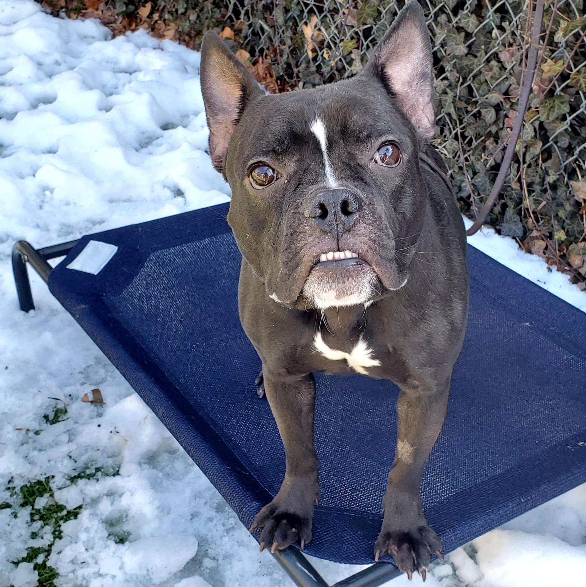 Penelope, a ADOPTABLE mixed breed in Port Washington, NY image 2/4