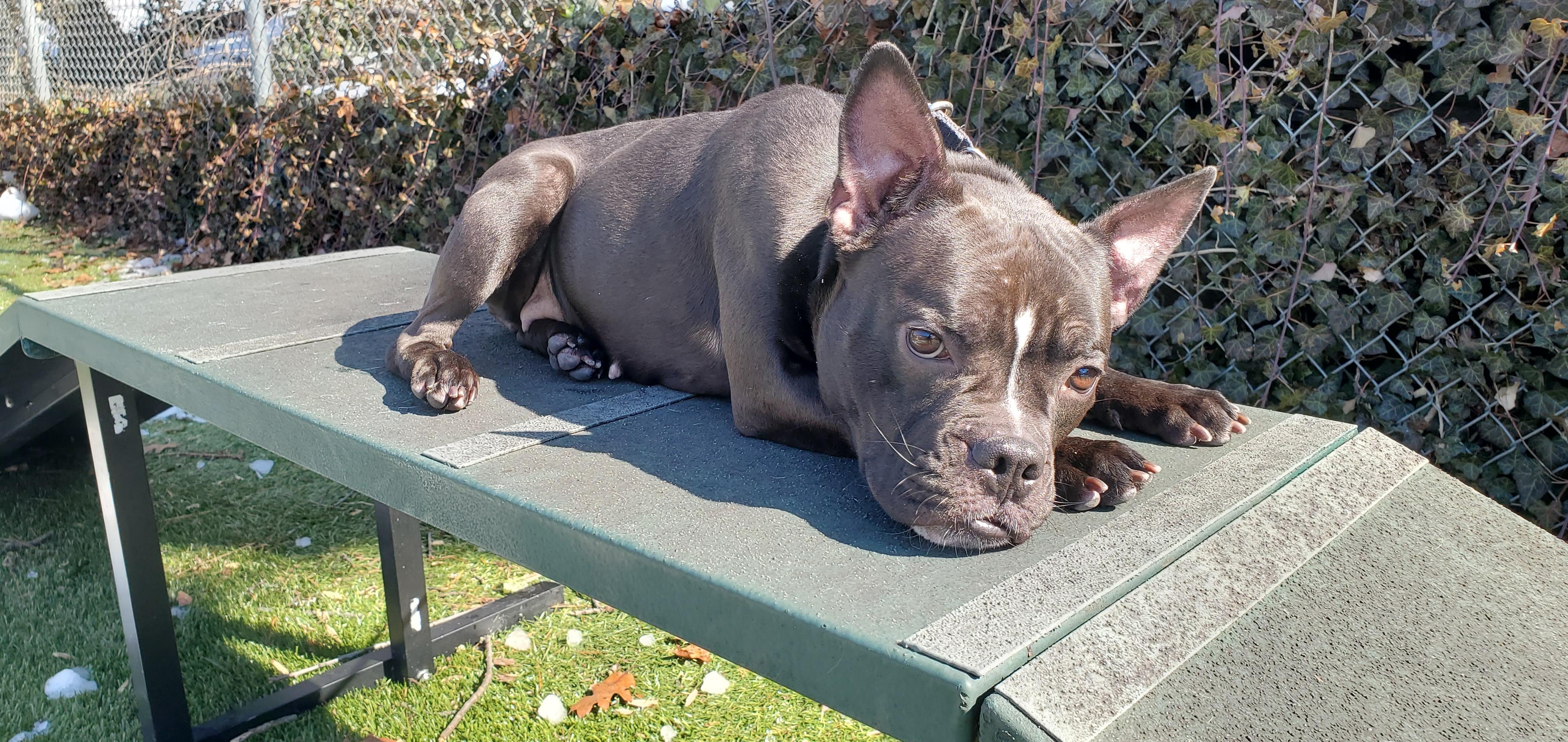 Penelope, ADOPTABLE, Adult Female French Bulldog.
