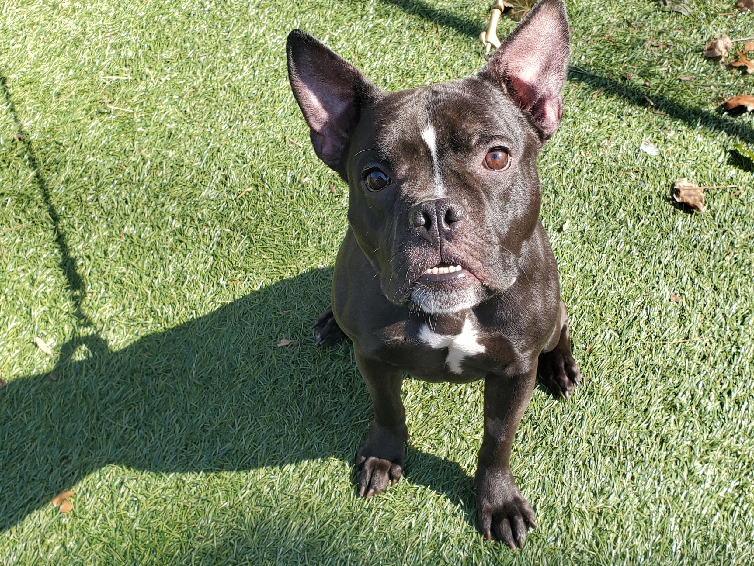 Penelope, a ADOPTABLE mixed breed in Port Washington, NY image 3/4