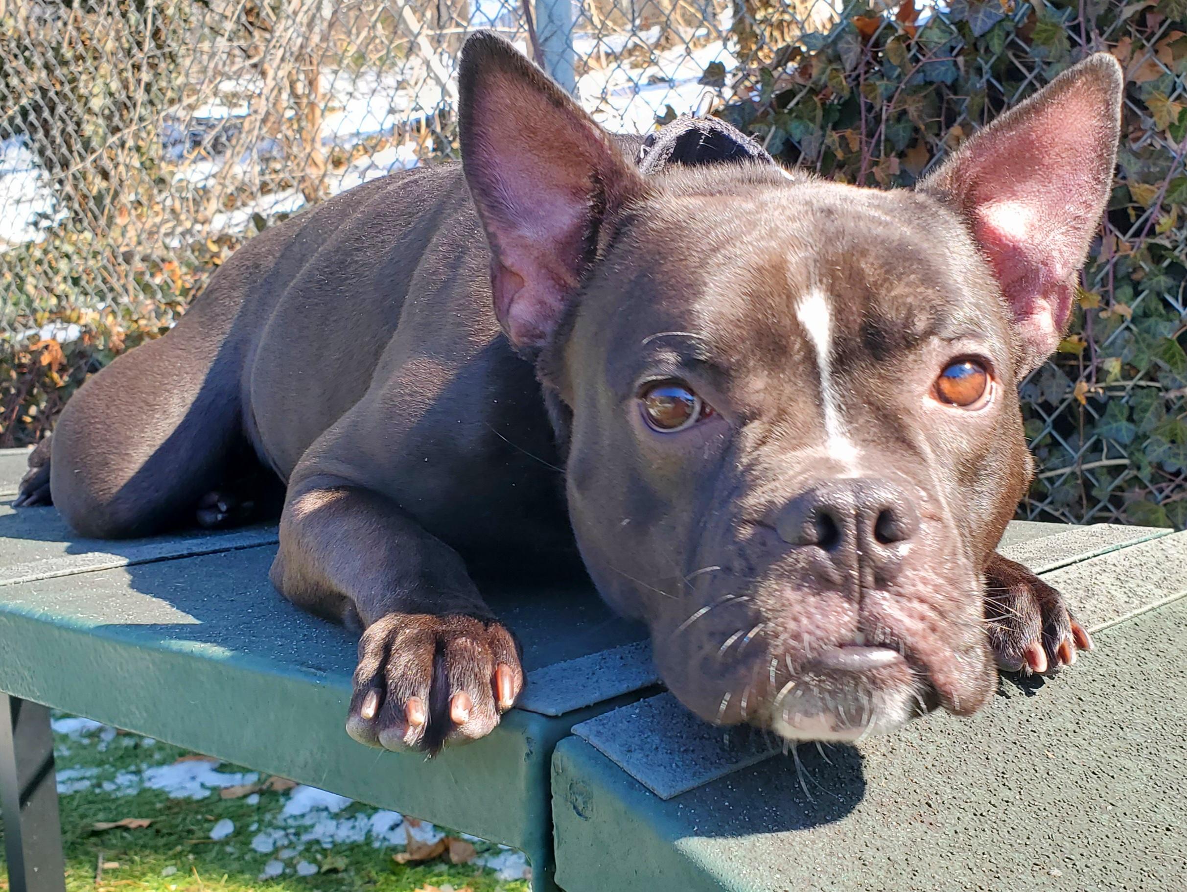 Penelope, a ADOPTABLE mixed breed in Port Washington, NY image 4/4