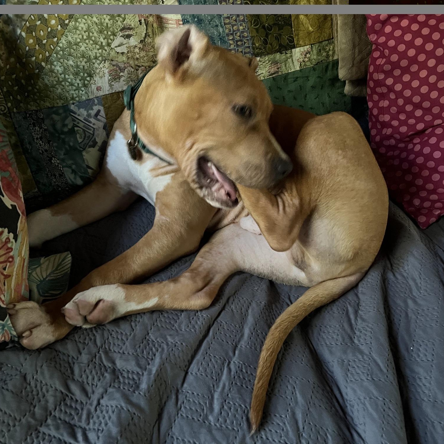 Cane, an adopted mixed breed in Brunswick, ME image 6/6