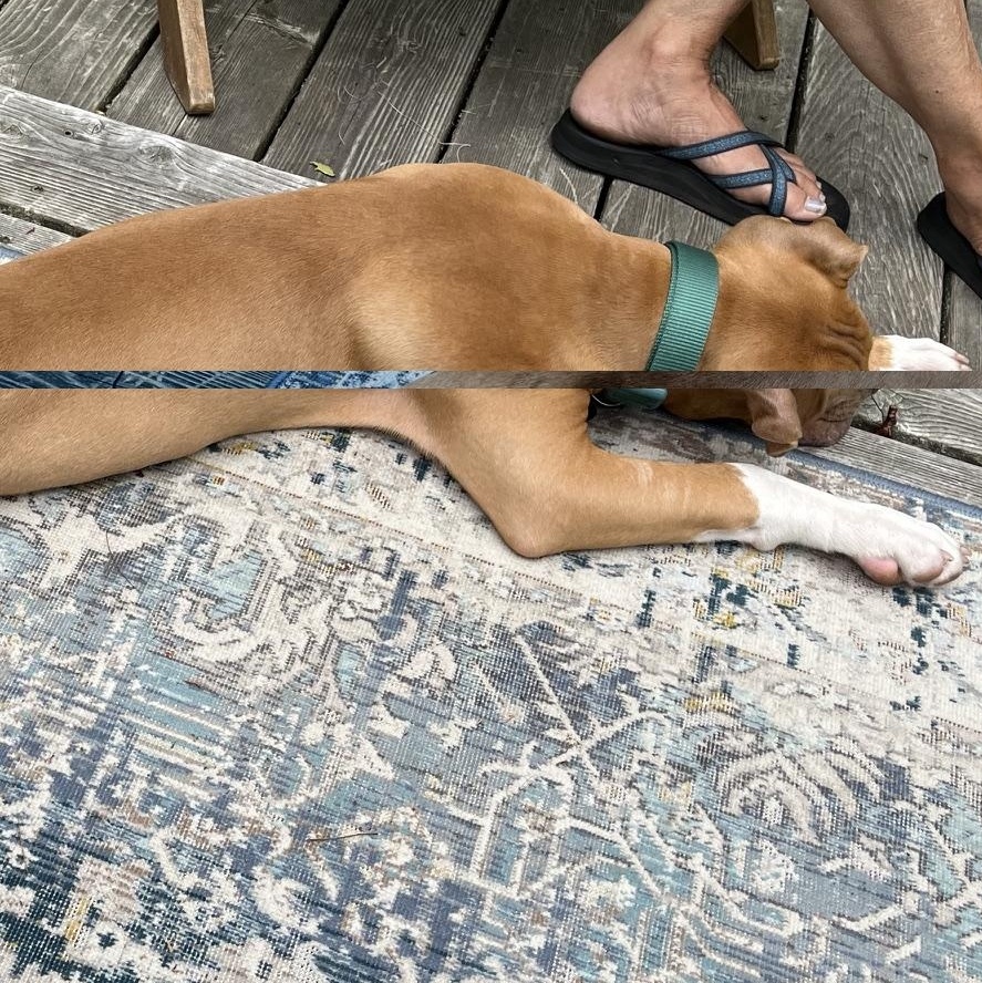 Cane, an adopted mixed breed in Brunswick, ME image 3/6