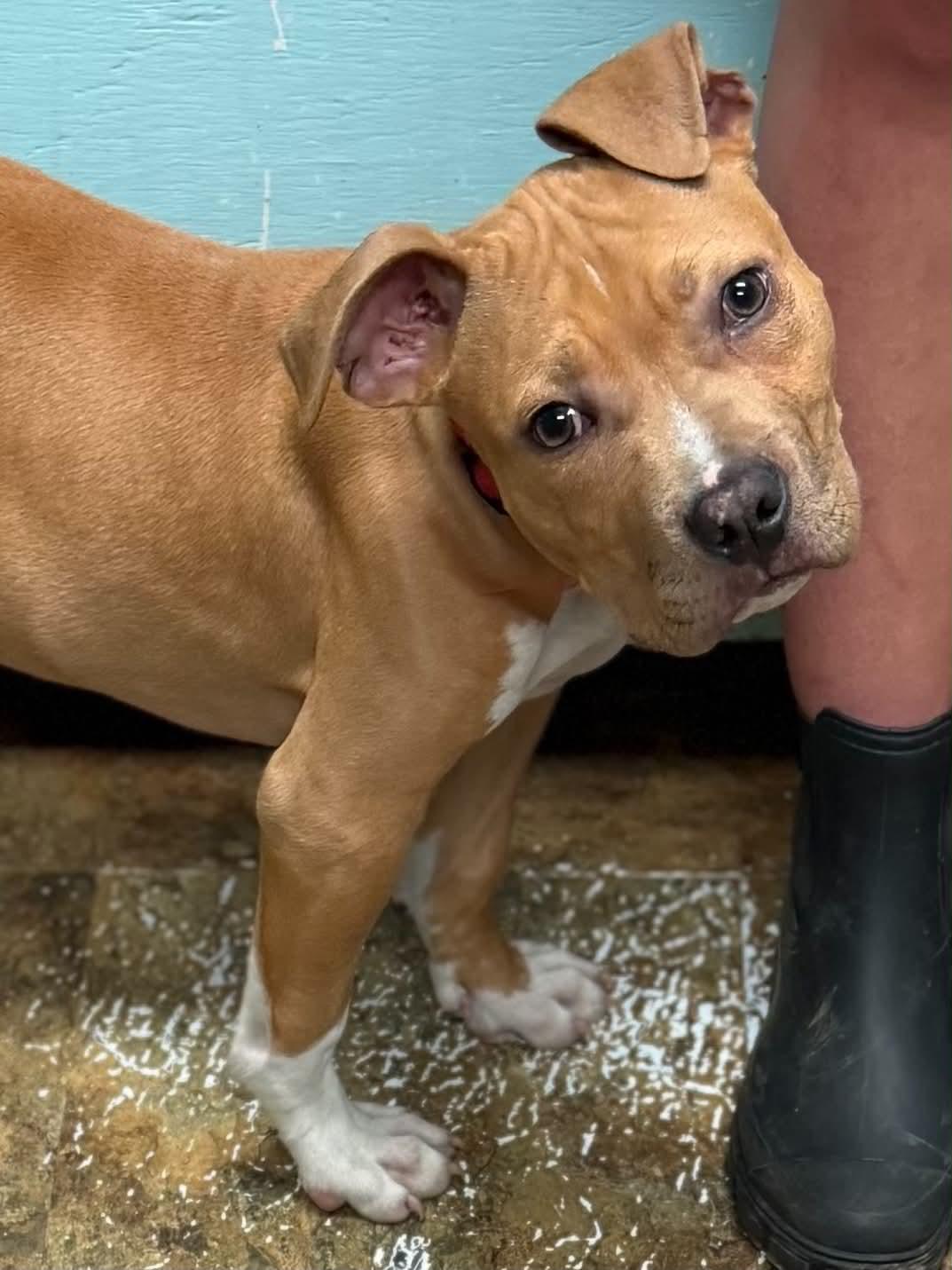 Cane, ADOPTABLE, Puppy Male Bulldog.