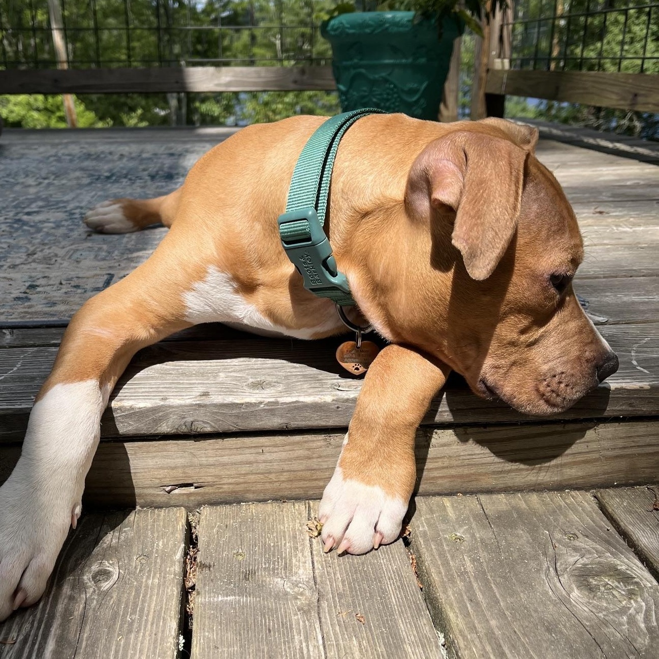 Cane, an adopted mixed breed in Brunswick, ME image 1/6