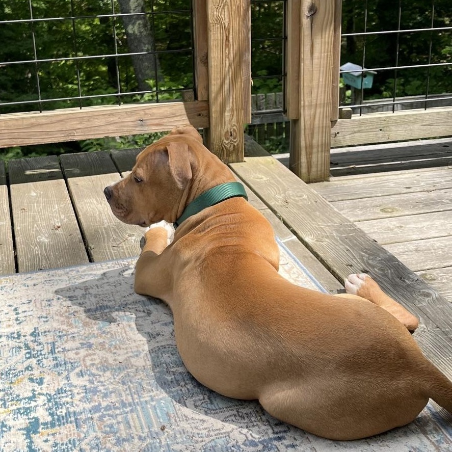 Cane, an adopted mixed breed in Brunswick, ME image 2/6
