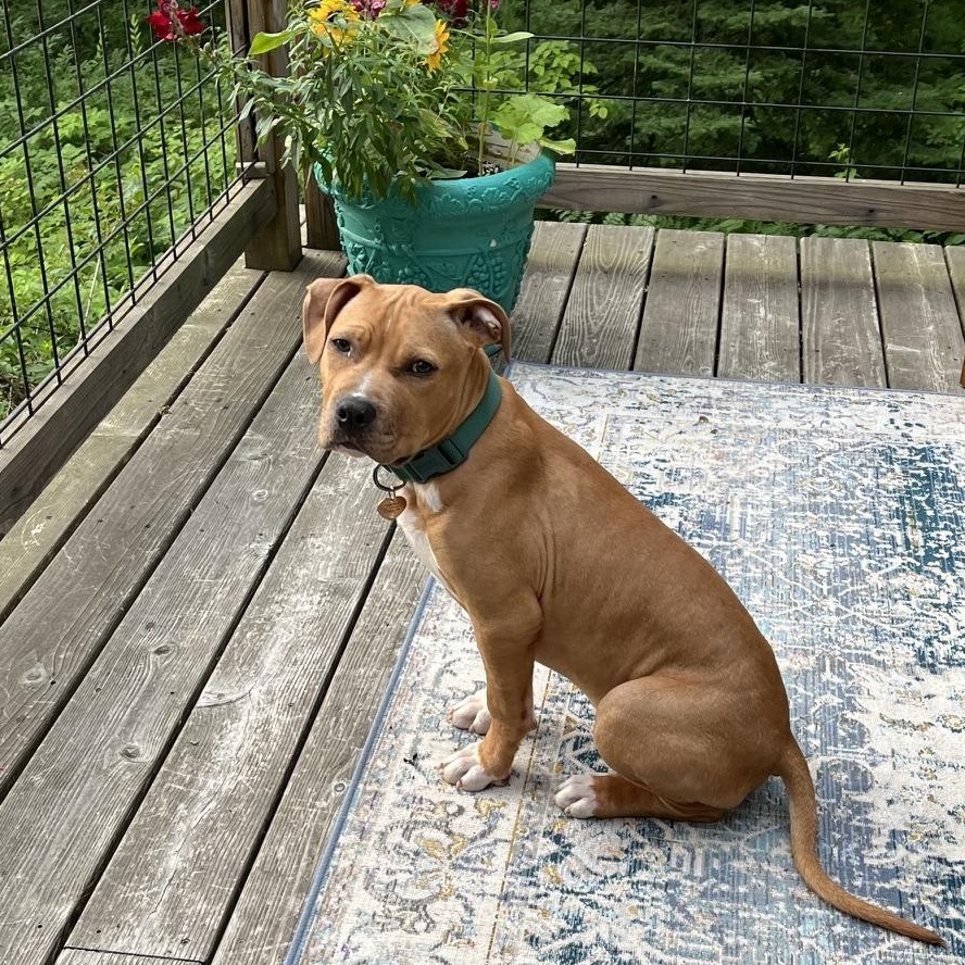 Cane, an adopted mixed breed in Brunswick, ME image 5/6