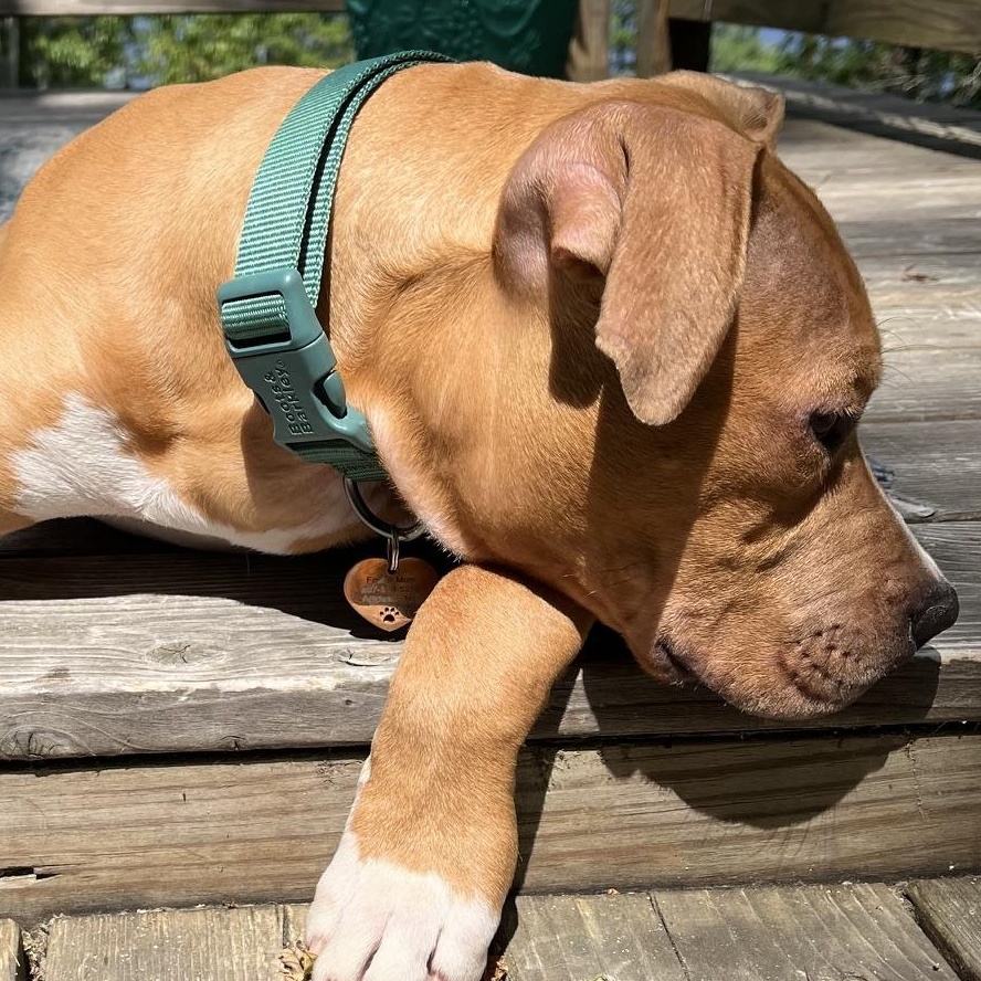 Cane, an adopted mixed breed in Brunswick, ME image 4/6