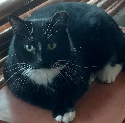 Enlarge Decker, a Adoptable Domestic Short Hair in Garrett Park, MD image 2/6