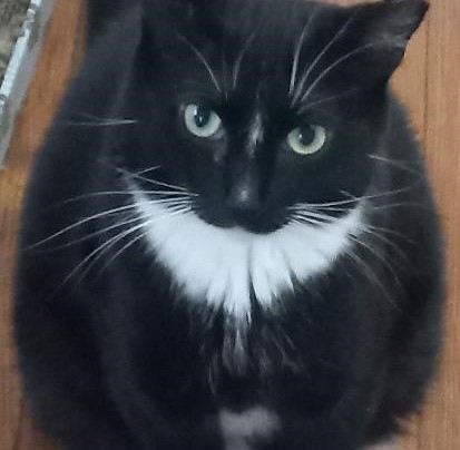 Enlarge Decker, a Adoptable Domestic Short Hair in Garrett Park, MD image 3/6