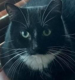 Enlarge Decker, a Adoptable Domestic Short Hair in Garrett Park, MD image 1/6