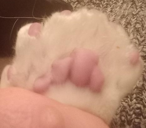 Enlarge Decker, a Adoptable Domestic Short Hair in Garrett Park, MD image 4/6