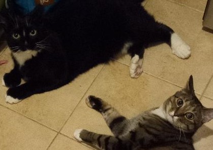 Enlarge Decker, a Adoptable Domestic Short Hair in Garrett Park, MD image 6/6