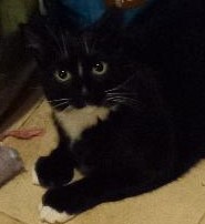 Enlarge Decker, a Adoptable Domestic Short Hair in Garrett Park, MD image 5/6