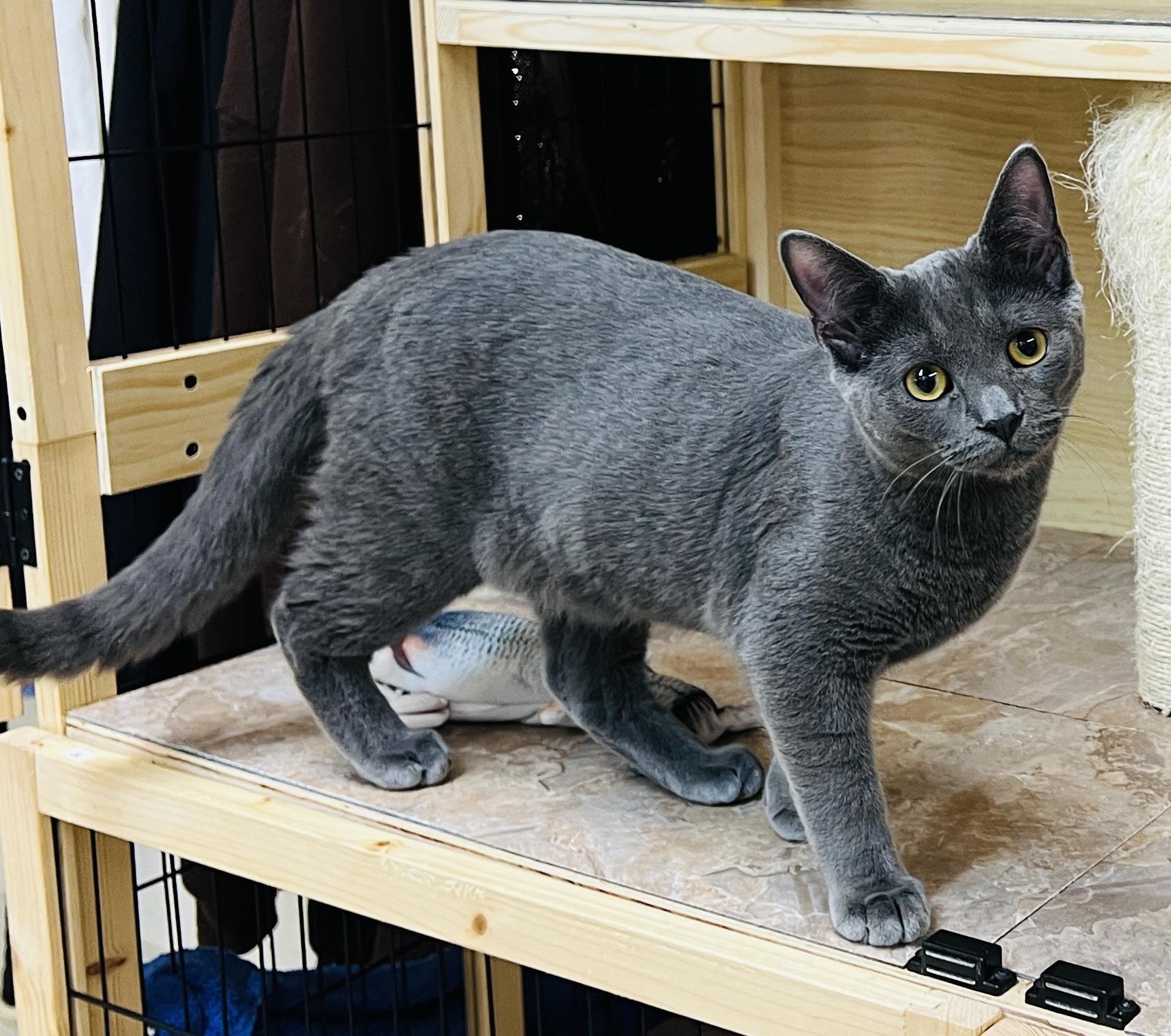 Jabari — thumbnail 2