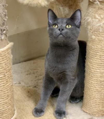 Jabari — thumbnail 3