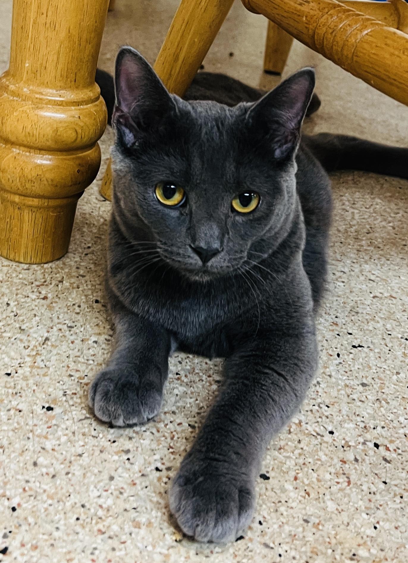 Jabari — thumbnail 6