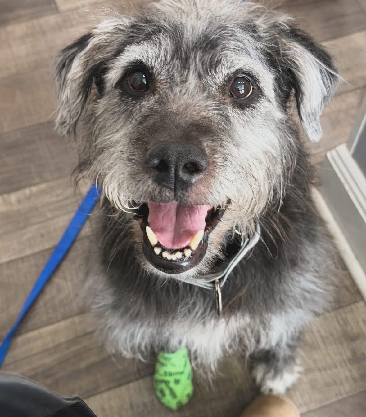 Buck , ADOPTABLE, Adult Male Mixed Breed.